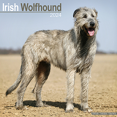 Irish Wolfhound Calendar 2024 (Square)